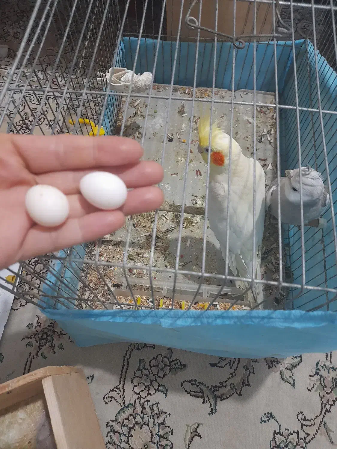 جوجه عروس یه هفته ودوتا تخم نطفه دار  عروس به شرط|پرنده|رشت, دیانتی|دیوار