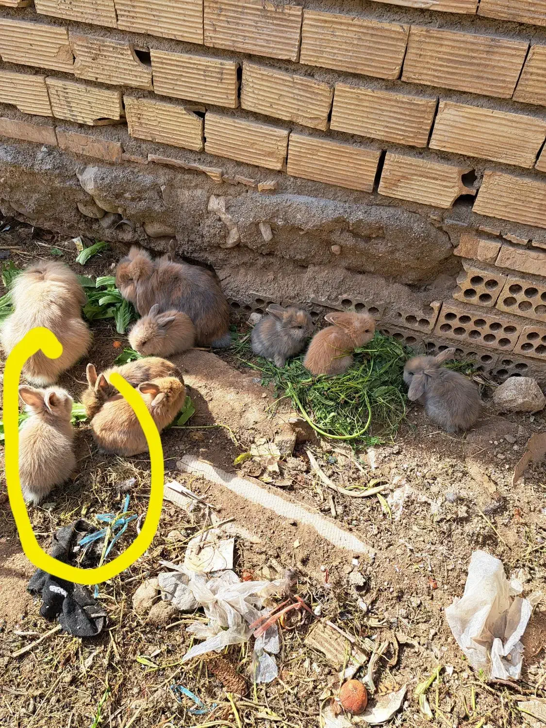 فروش توله خرگوش لپ دررنگ های مختلف دونه 190|موش و خرگوش|دوگنبدان, |دیوار