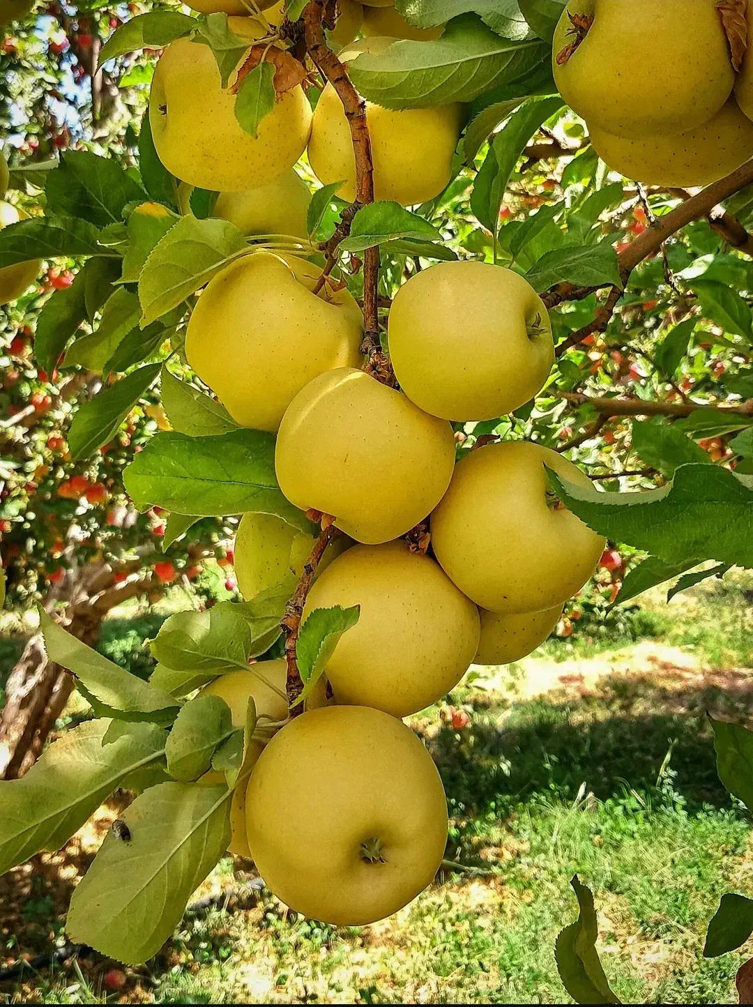 فروش نهال های پیوندی خاص|گل و گیاه طبیعی|تهران, زعفرانیه|دیوار