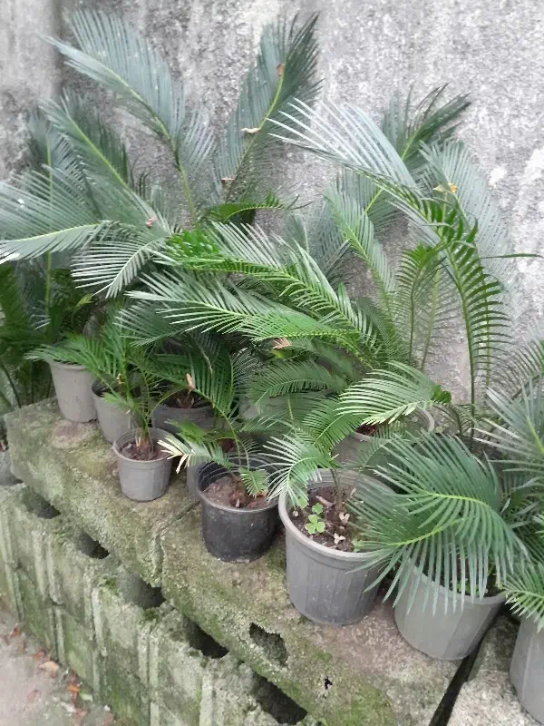 تعدادی گل سیکاس در سایز های مختلف|گل و گیاه طبیعی|رودسر, |دیوار