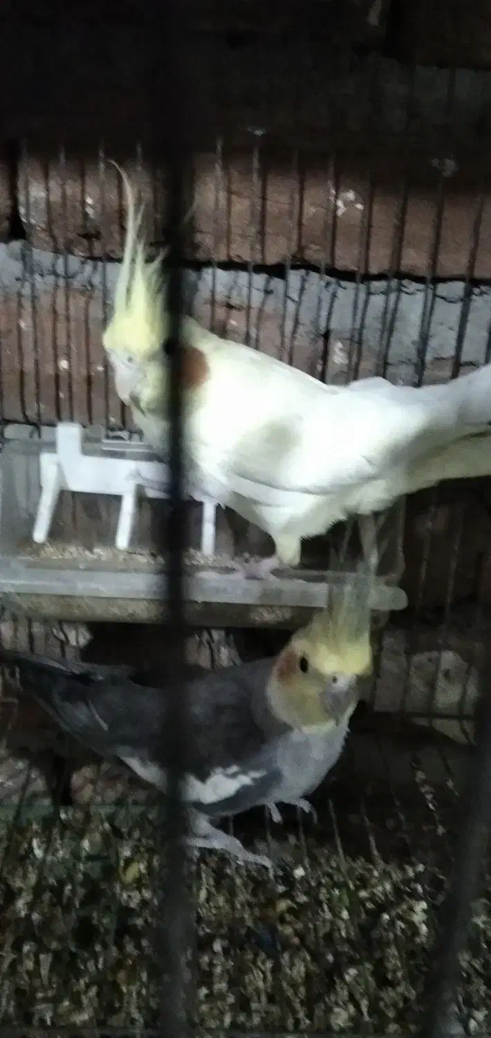 عروس هلندی مولد زعفرانی|پرنده|بناب, |دیوار