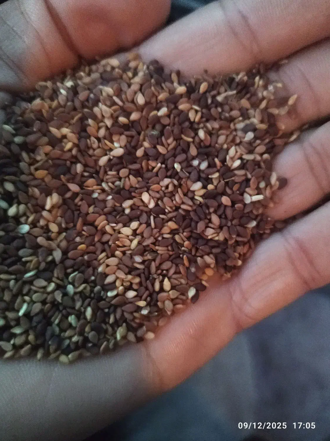 خریداری و فروشی کنجد|عمدهفروشی|دوگنبدان, |دیوار