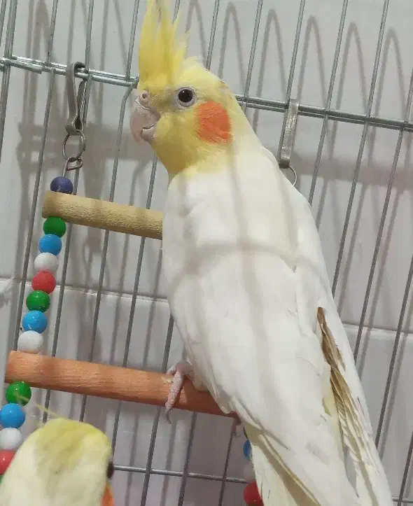 پرنده|پرنده|محمدیه-قزوین, |دیوار