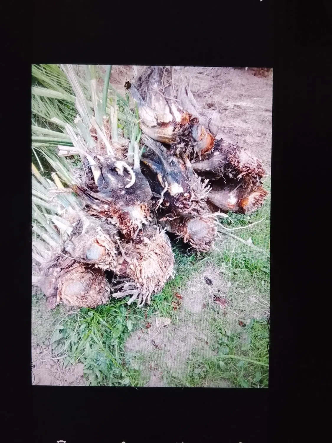 جونگ درخت|گل و گیاه طبیعی|نرماشیر, |دیوار