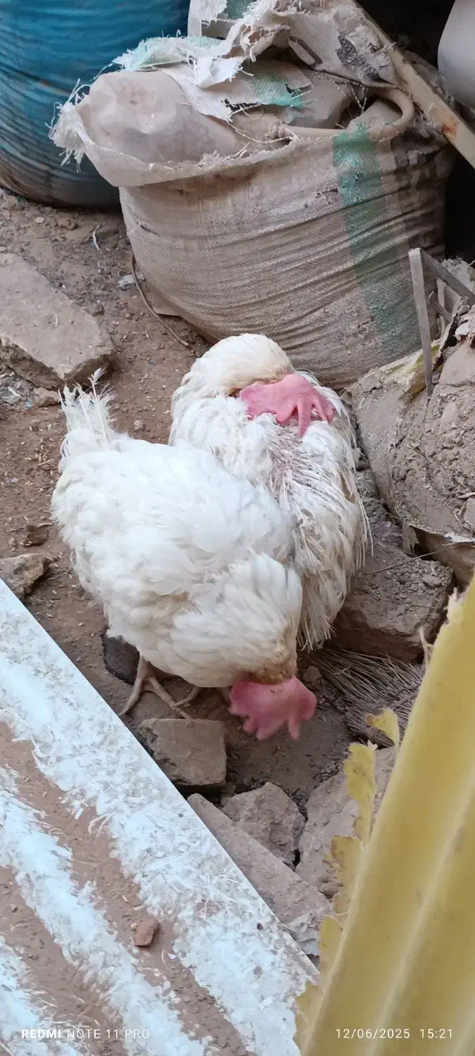 دو عدد مرغ سفید|حیوانات مزرعه|قم, چهار مردان|دیوار