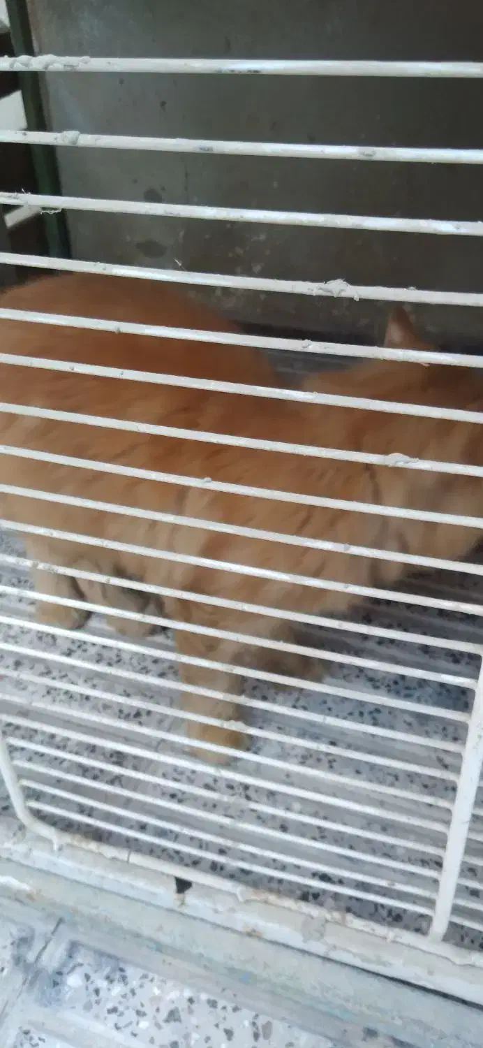 گربه پرشین|گربه|گنبد کاووس, |دیوار