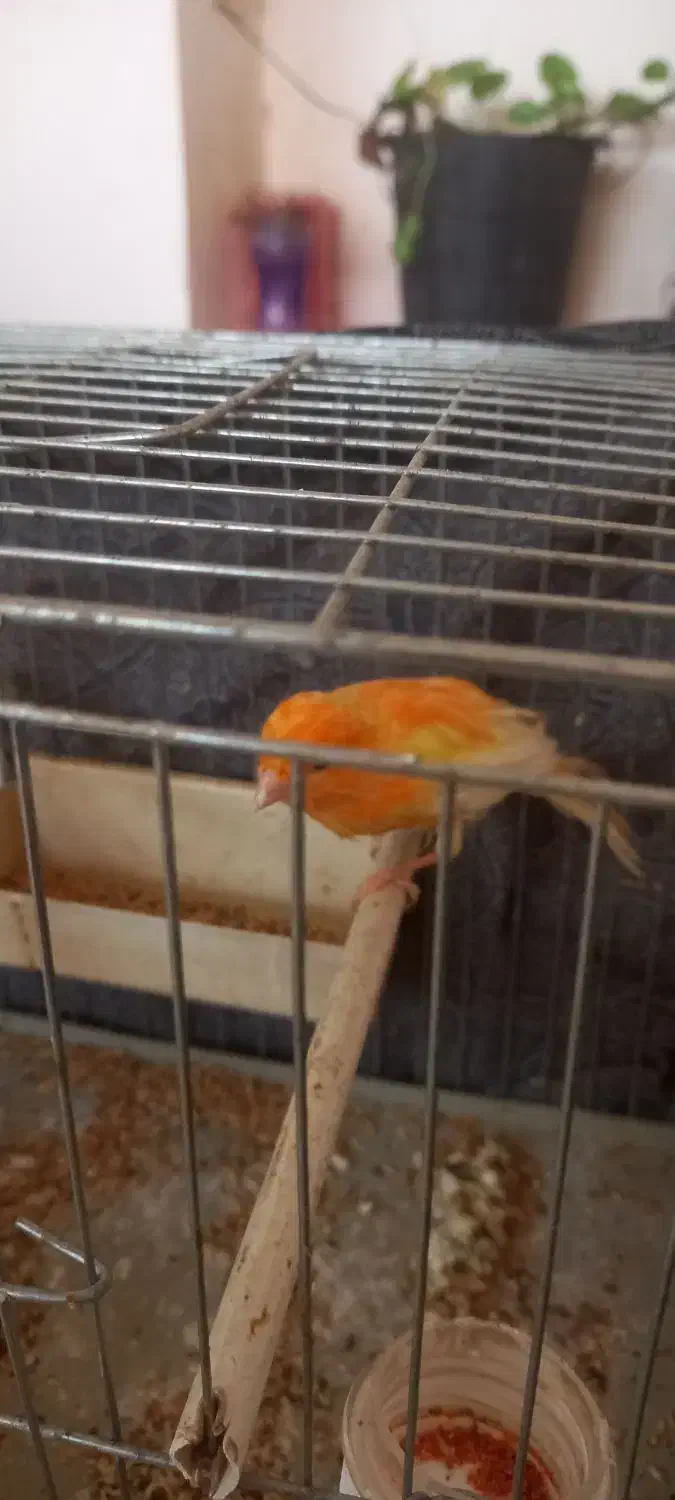 یک جفت قناری|پرنده|کاشان, قطب راوندی|دیوار