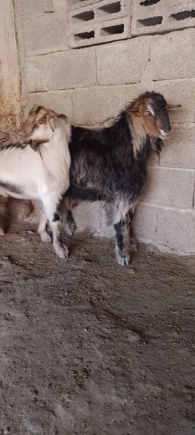 دو بزغاله نر نژاد سه قلو|حیوانات مزرعه|ملکشاهی, |دیوار