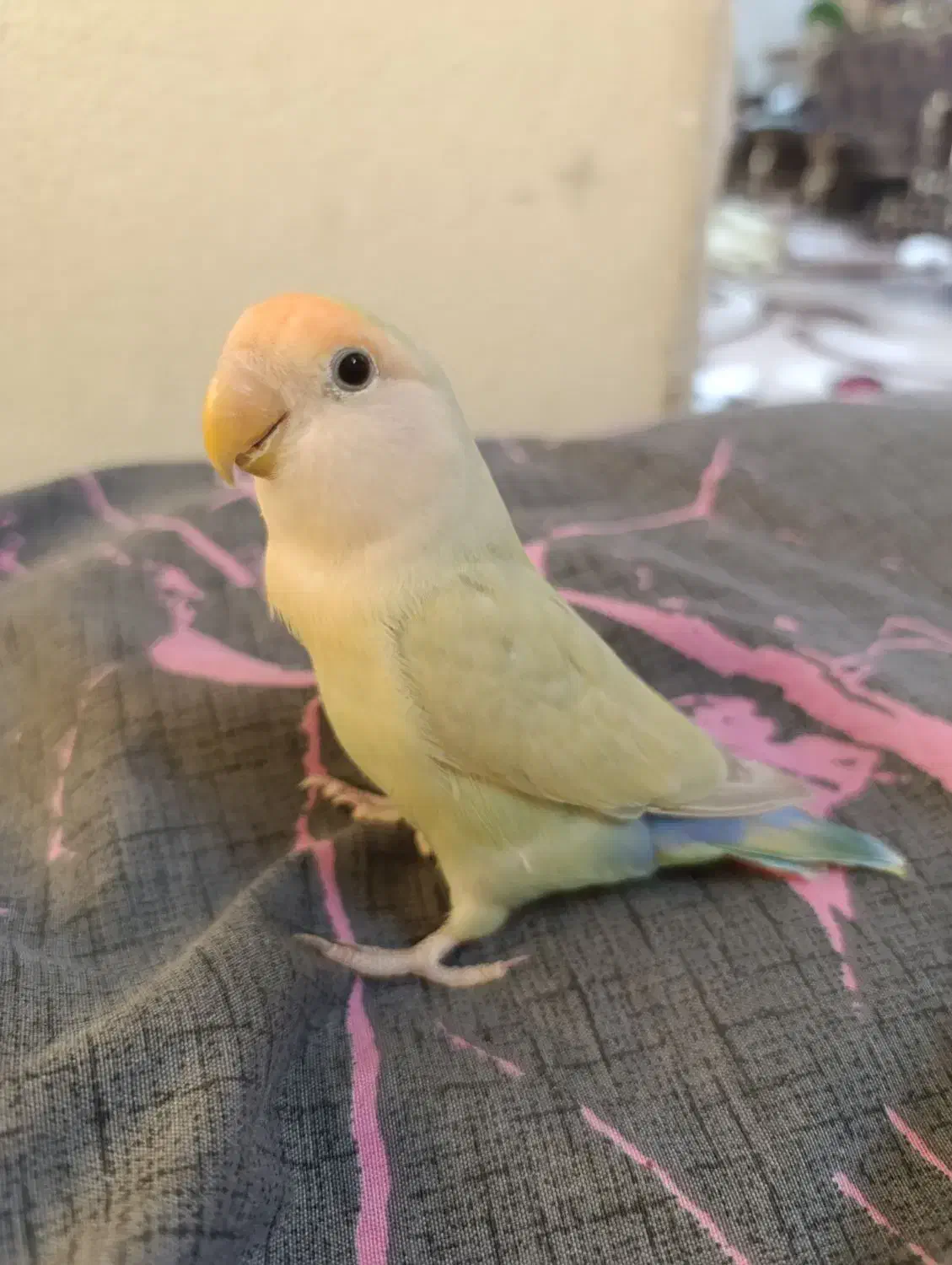 یک جفت طوطی برزیلی اهلی و بازی گوش|پرنده|کازرون, |دیوار