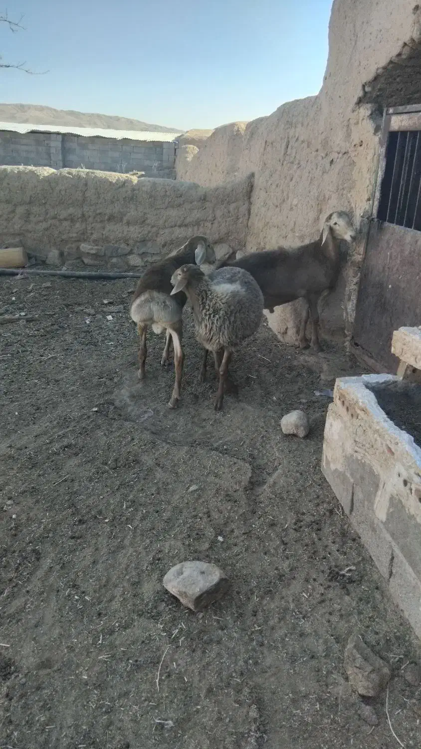 سه عدد بره نر|حیوانات مزرعه|تربت جام, جامرود|دیوار