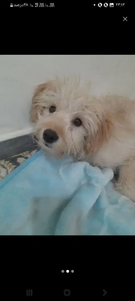 سگ باهوش|سگ|قم, شاه ابراهیم|دیوار