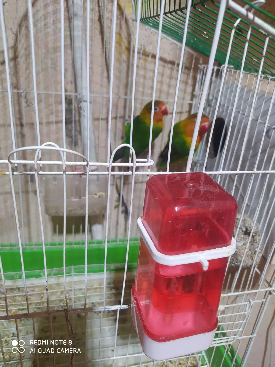 عروس هلندی .قناری .طوطی برزیلی|پرنده|کنگاور, |دیوار