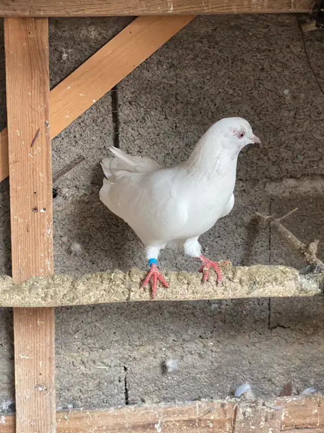 کبوتران پرشی|پرنده|رشت, توشیبا|دیوار