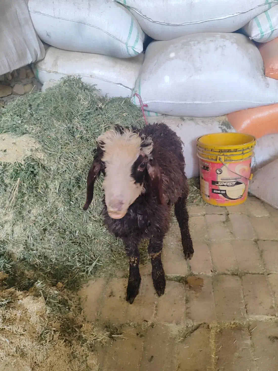 یک راس بره نر|حیوانات مزرعه|قزوین, |دیوار