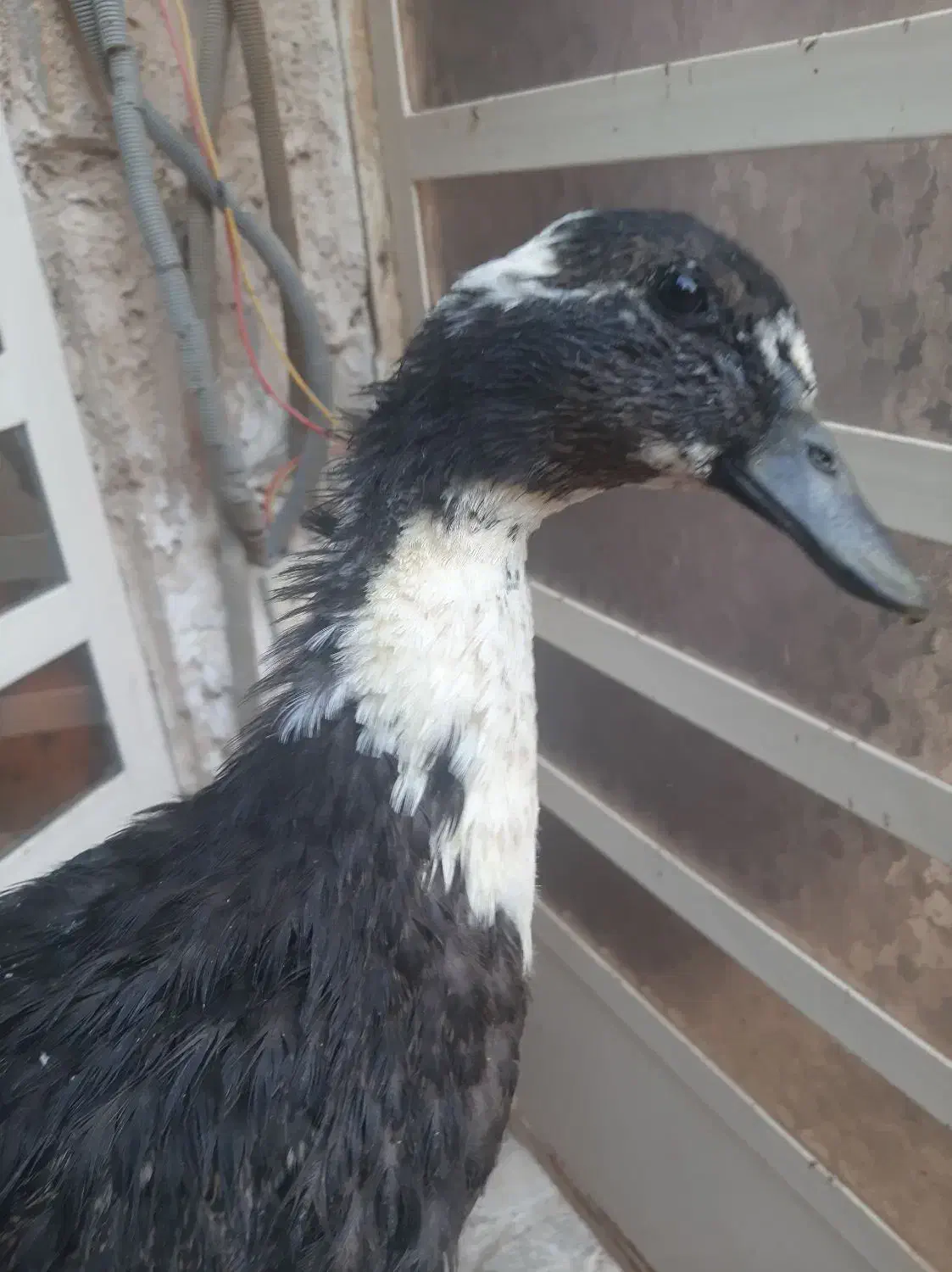 اردک|حیوانات مزرعه|شیراز, ماه فیروزان|دیوار