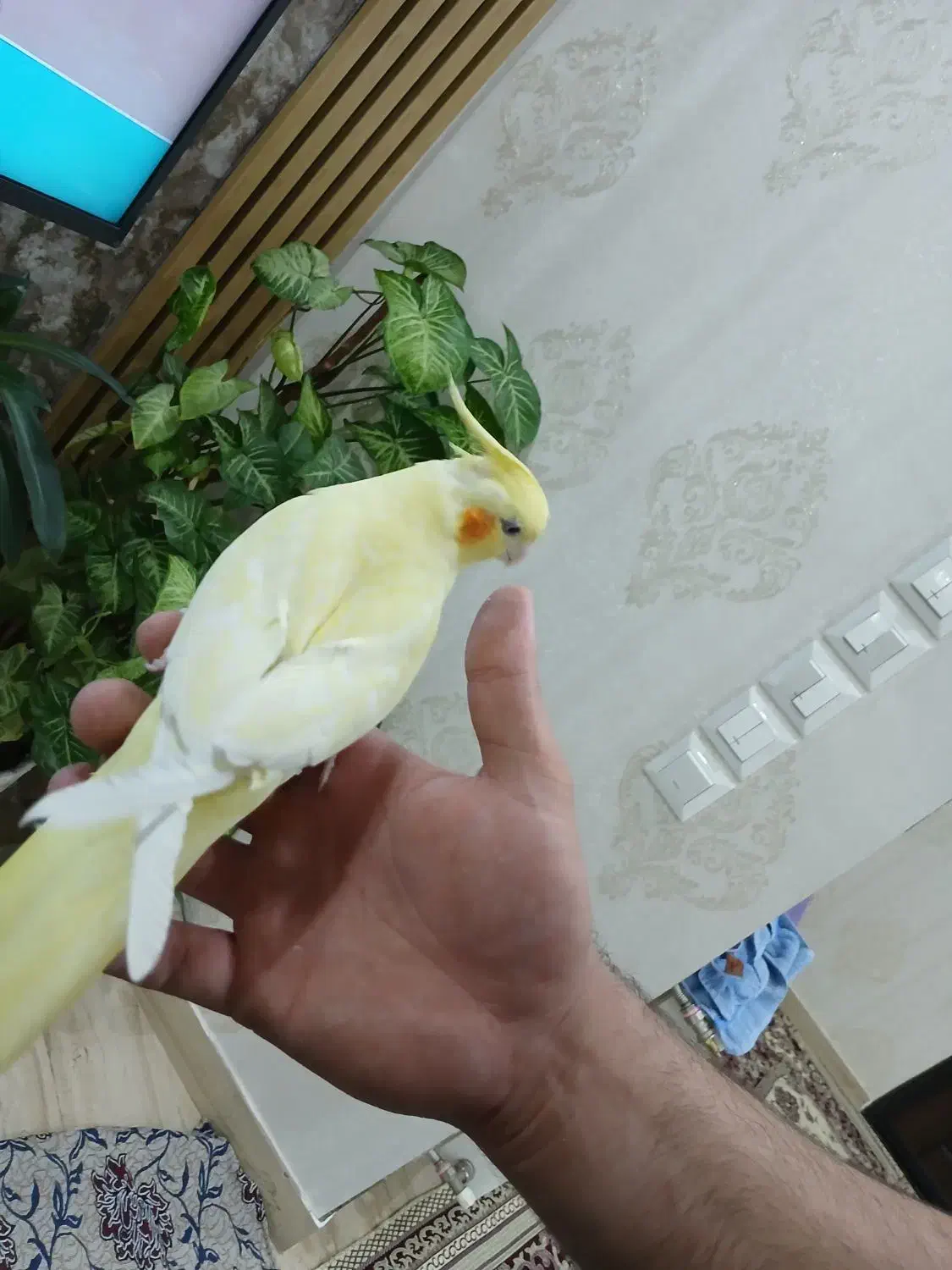 عروس هلندی اهلی|پرنده|تبریز, |دیوار