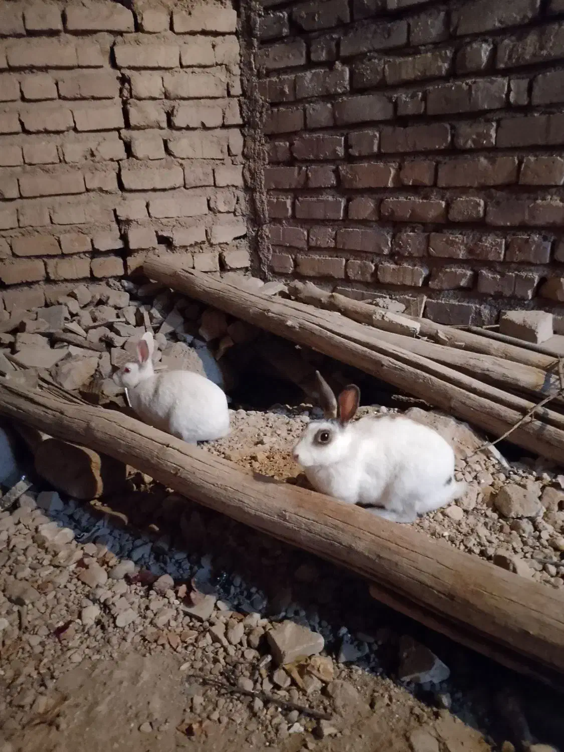 دو تا خرگوش جوان ماده|موش و خرگوش|زرقان, |دیوار