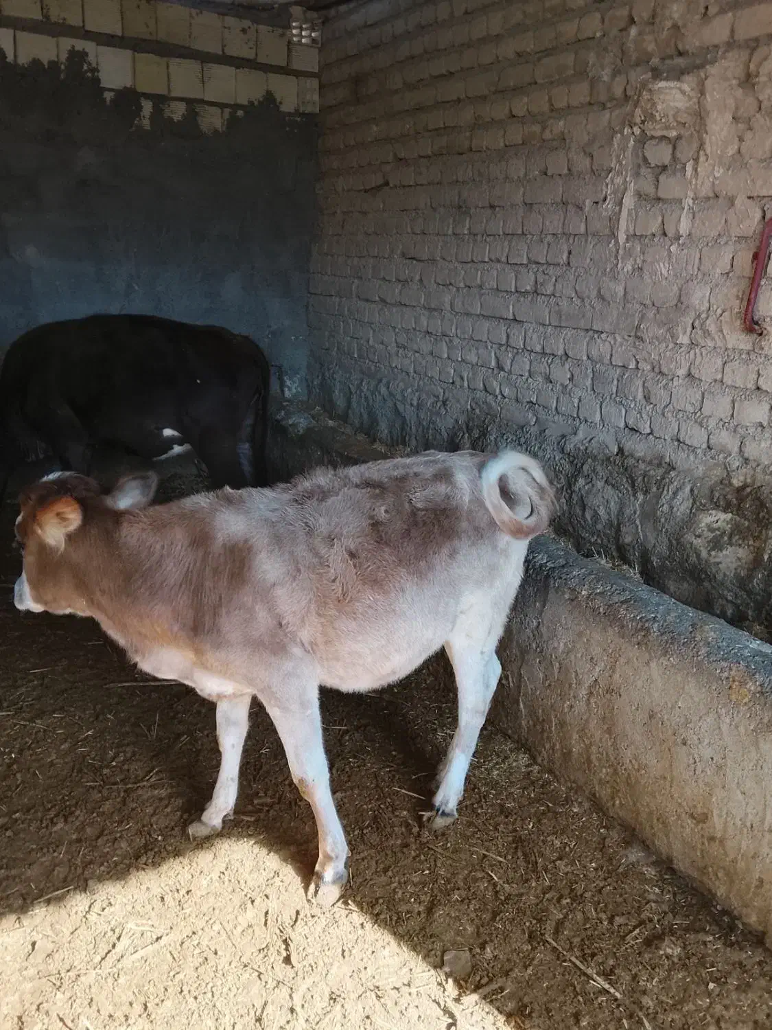 گوساله چاق|حیوانات مزرعه|کوهدشت, |دیوار