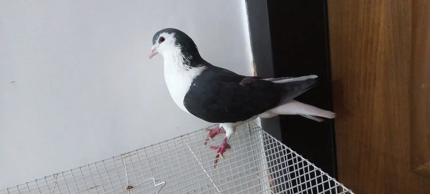 کفتر ساده سیاه قلدر|گل مصنوعی|قوچان, |دیوار