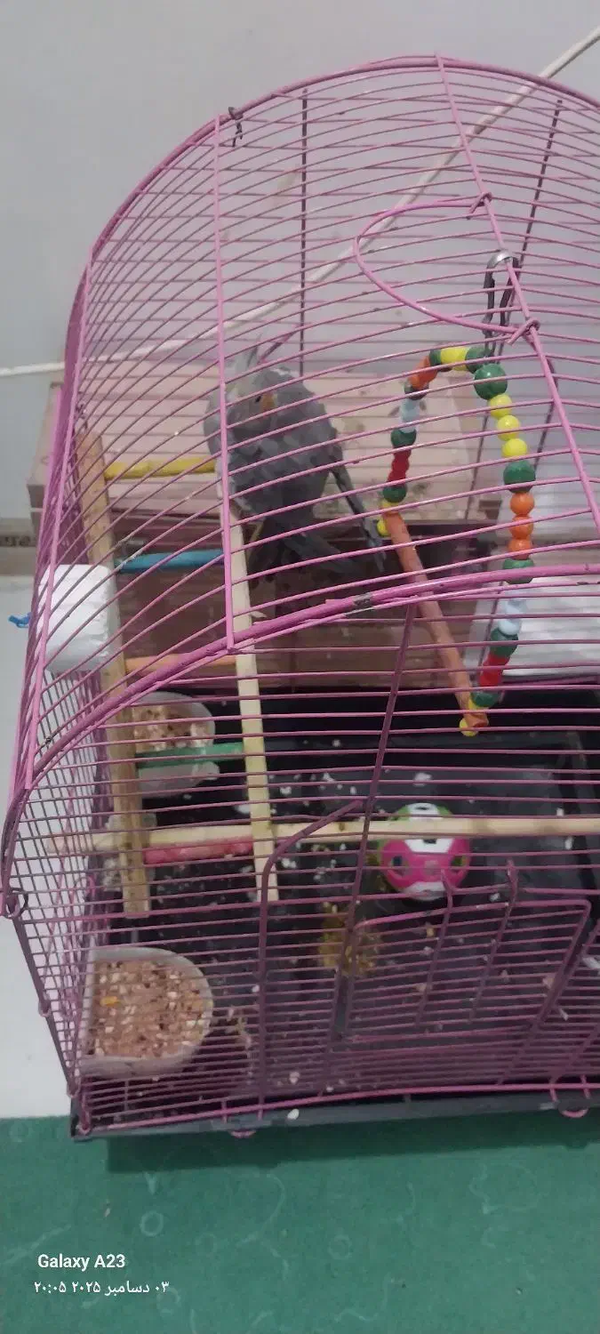 فروش دو عدد نر و ماده عروس پاریس با قفس و اتاق|پرنده|کارون, |دیوار