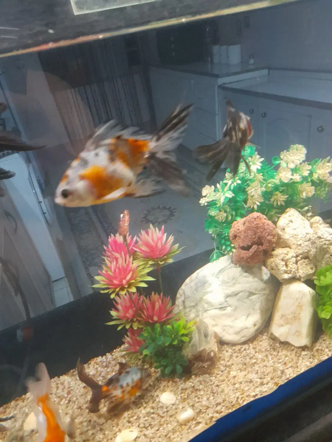 ماهی گلد فیش و تزئینات|ماهی|ارومیه, |دیوار