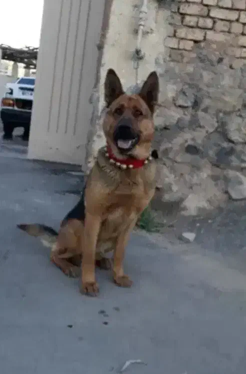 ماده سگ ژرمن|سگ|فلاورجان, |دیوار