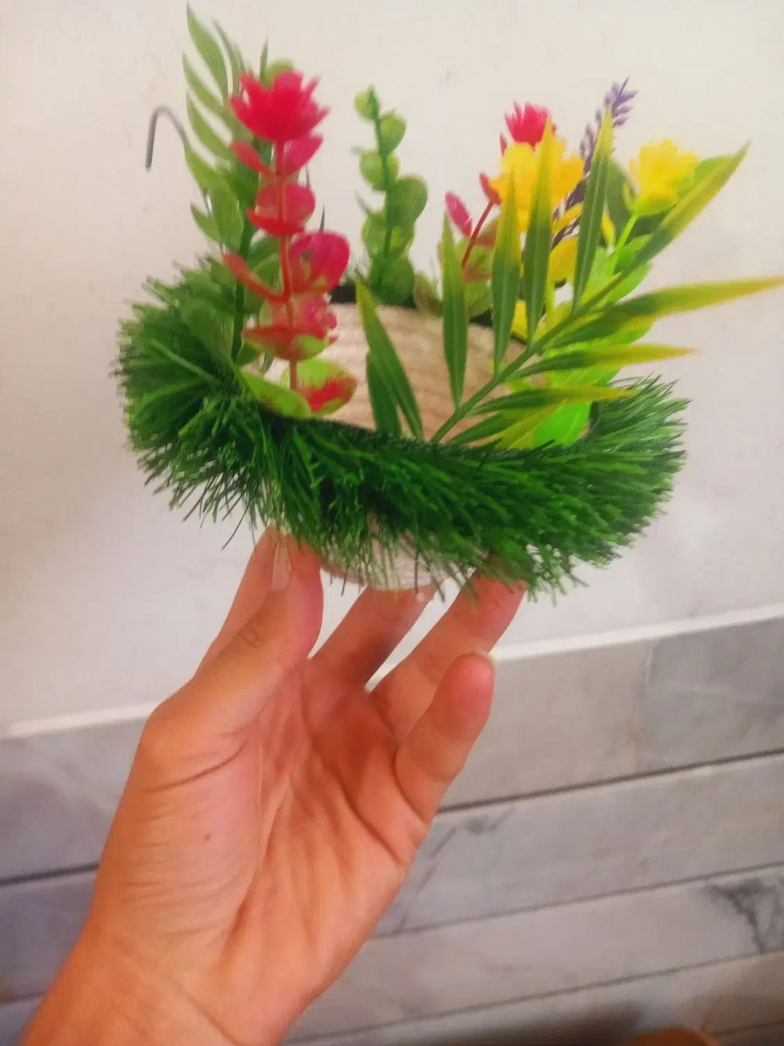 سیره|پرنده|خمینیشهر, |دیوار