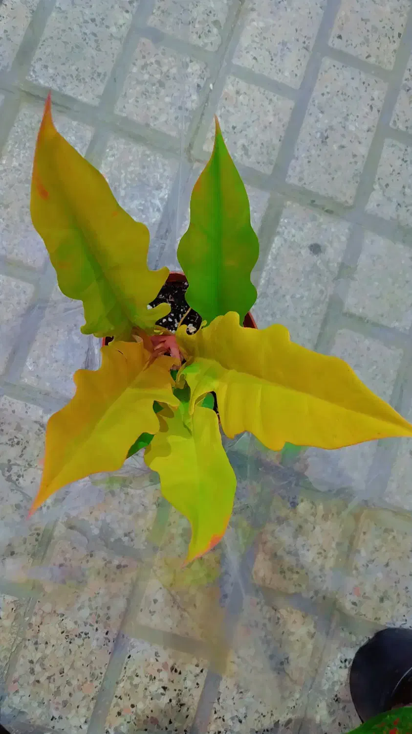 گل طبیعی اگلونماقرمز|گل و گیاه طبیعی|مشهد, ایثارگران|دیوار