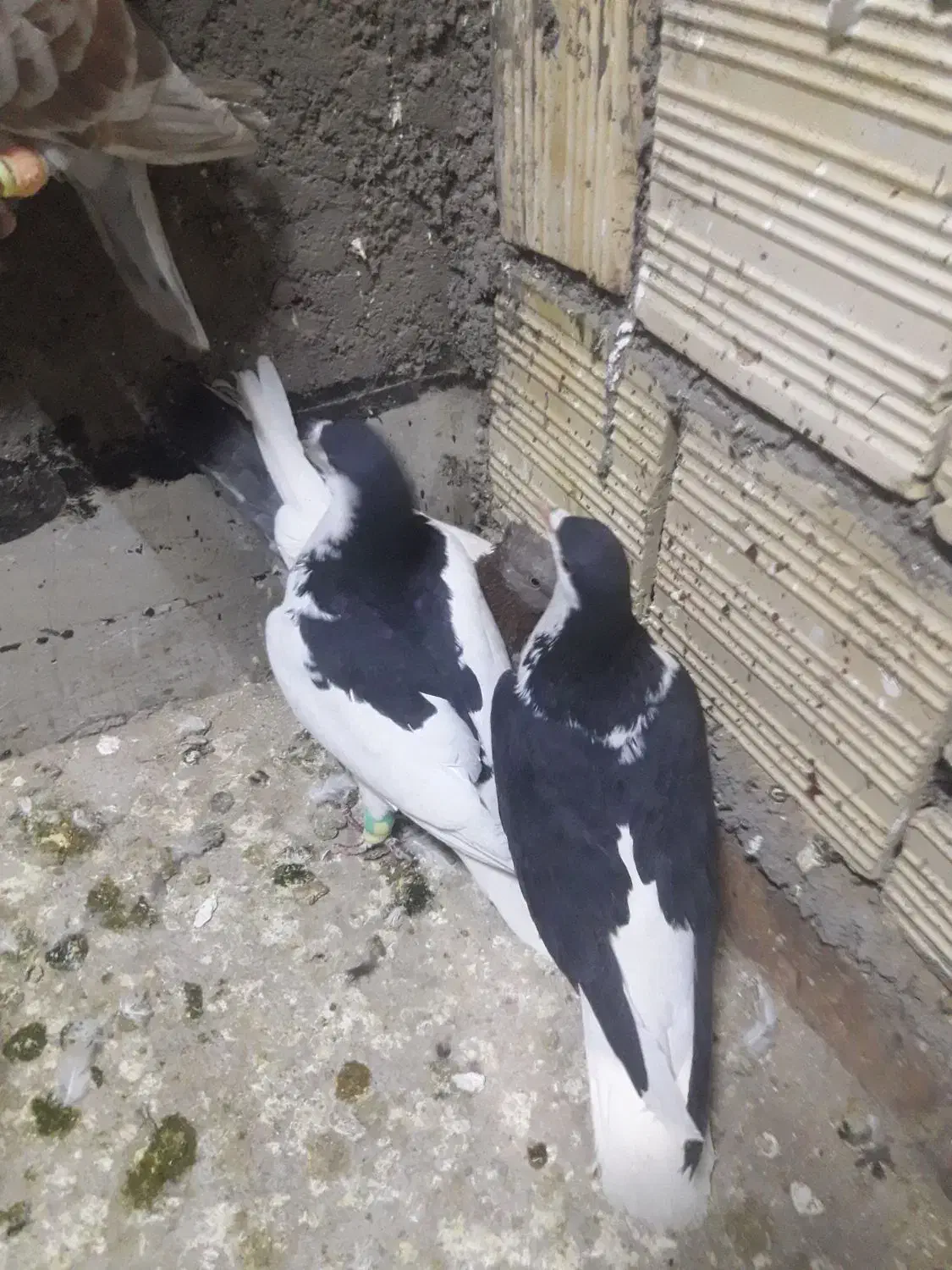 کفتر|پرنده|تربت جام, میرقوام الدین|دیوار