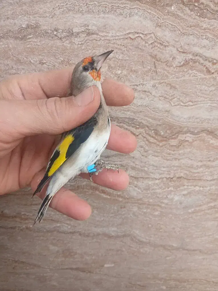 سهره دورگ|پرنده|کهریزک, |دیوار