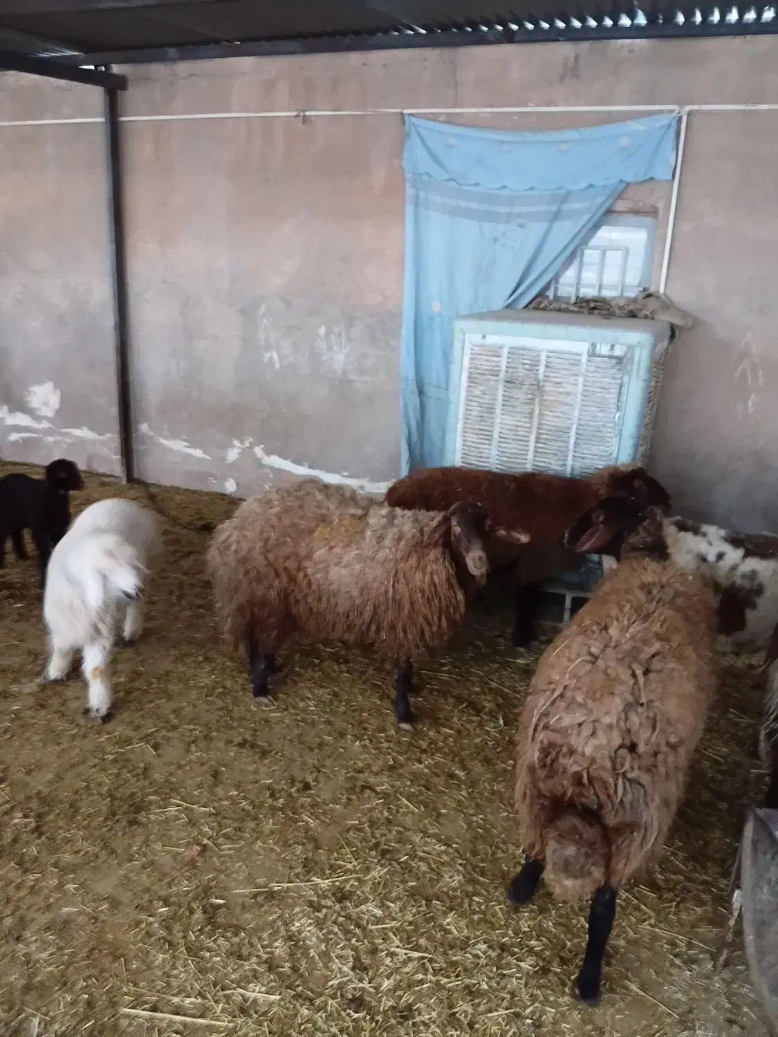 کاور گوسفند میش|حیوانات مزرعه|زاگرس, |دیوار