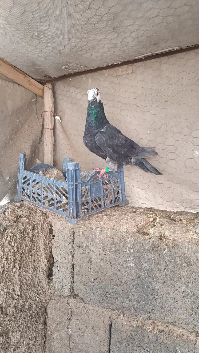 پرنده|پرنده|ارسنجان, |دیوار