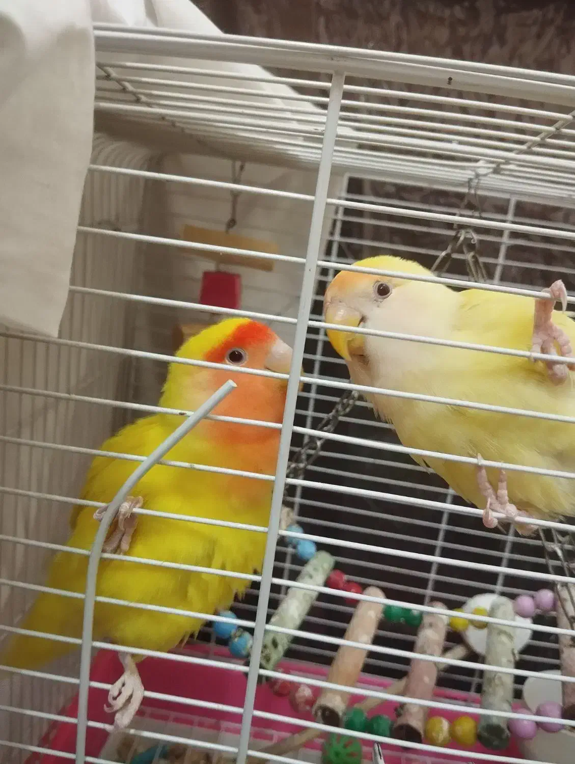 یک جفت طوطی برزیلی خوش رنگ (کارداده)|پرنده|تهران, اتابک|دیوار