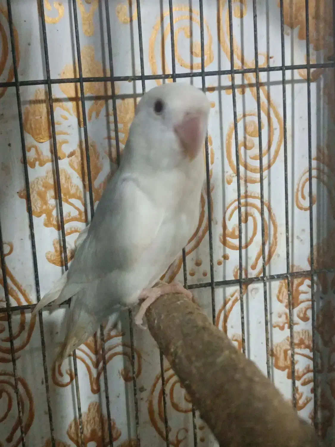 طوطی برزیلی آلبینو ماده|پرنده|اهواز, کوی رمضان|دیوار