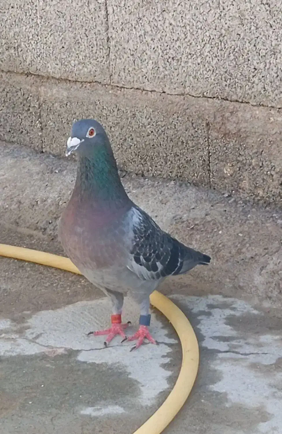 پلاکی نر پلاک ترکیه|پرنده|میاندوآب, |دیوار