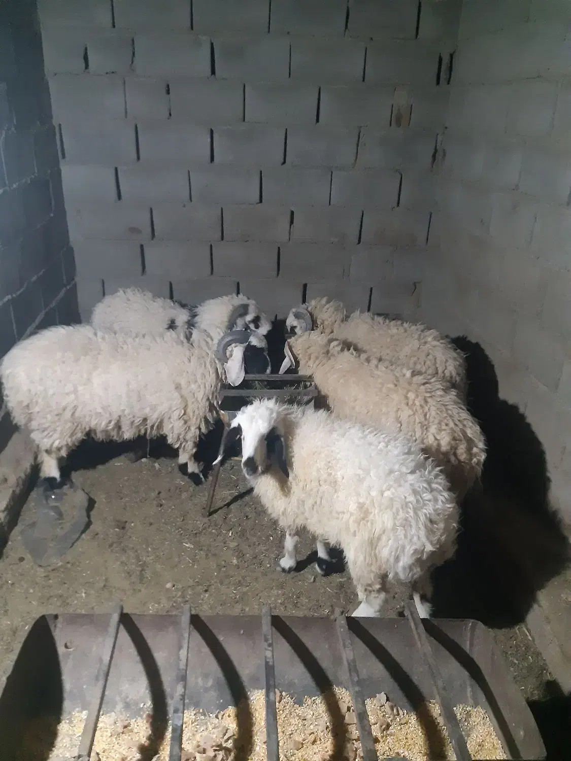 بره ی محلی چاق زیر قیمت بازار|حیوانات مزرعه|سراوان, |دیوار