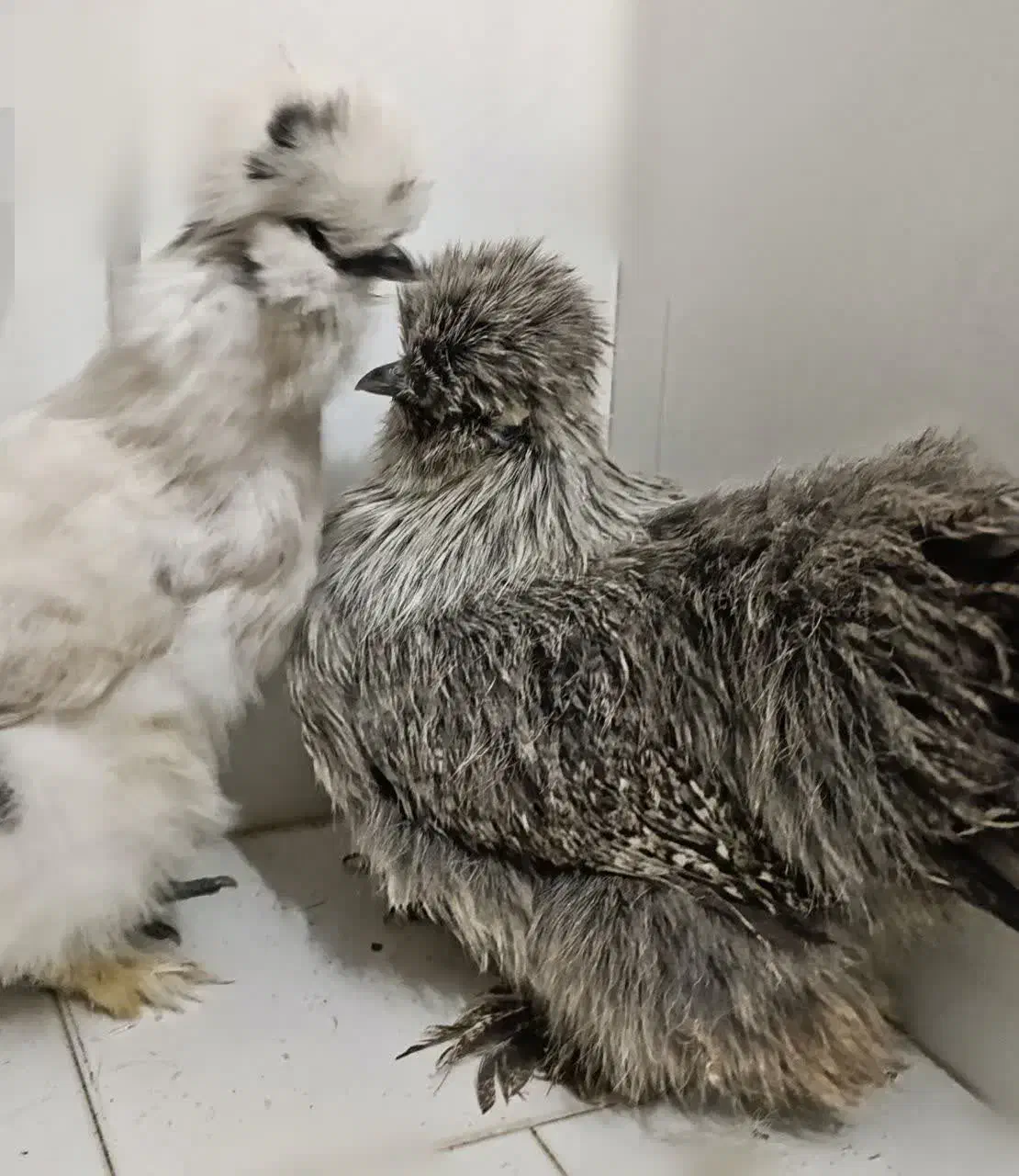 پرندگان وحیوانات مزرعه|حیوانات مزرعه|مشهد, فتح المبین|دیوار