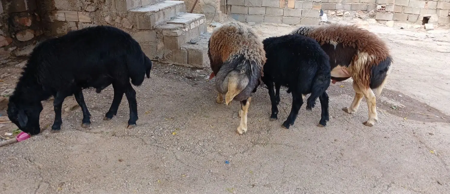 بره|حیوانات مزرعه|ویسیان, |دیوار