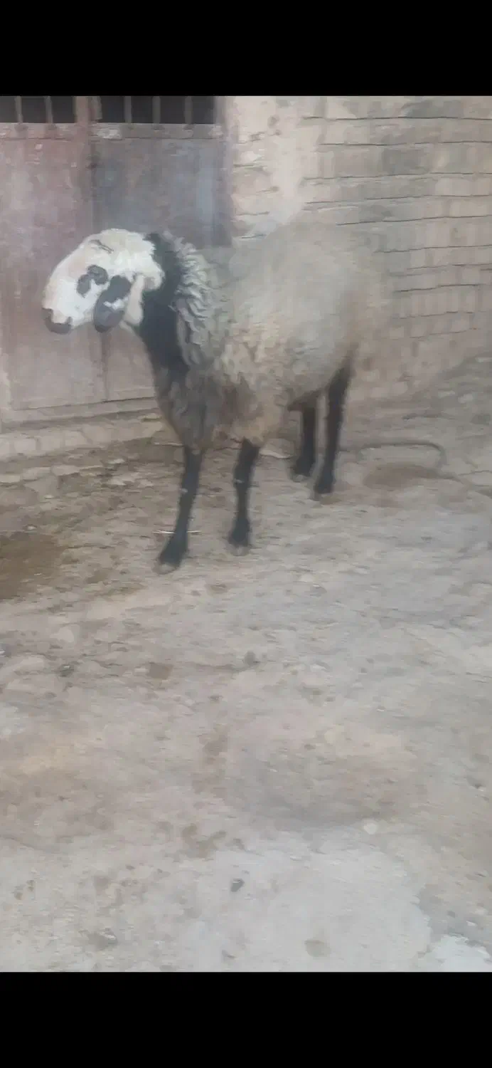 قوچ شال|حیوانات مزرعه|نورآباد, |دیوار