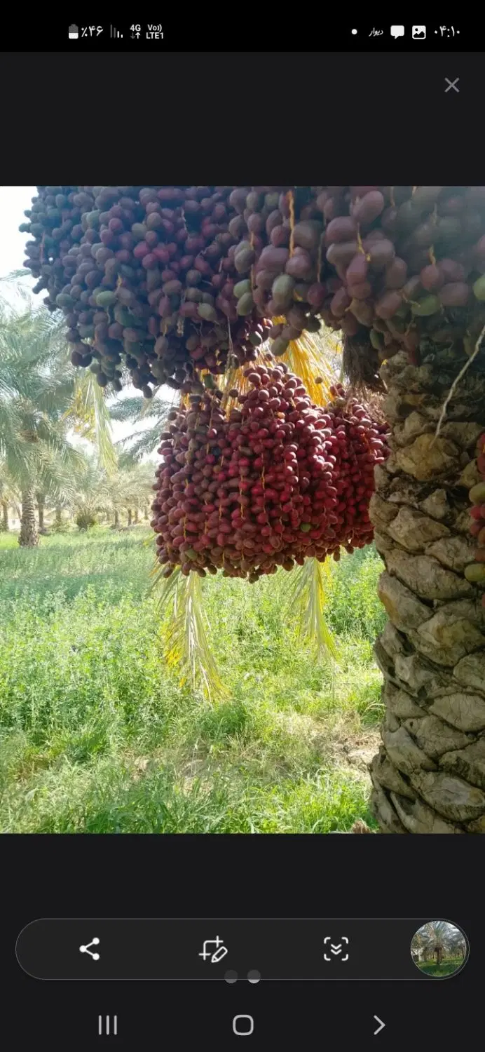 خرما|خوردنی و آشامیدنی|جیرفت, |دیوار
