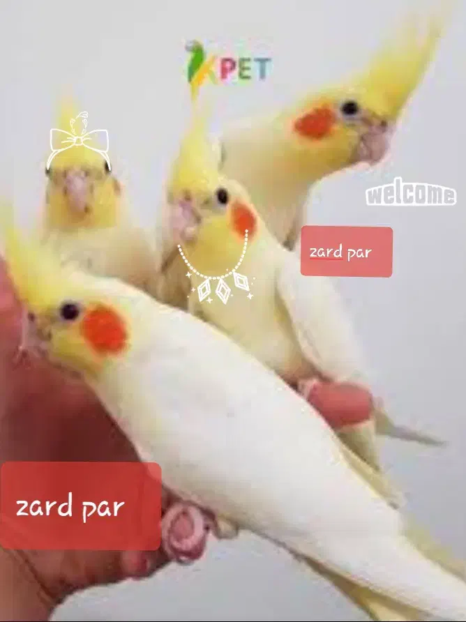 عروس هلندی زعفرانی جفتی نژاد عالی(طوطی)|پرنده|بجنورد, |دیوار