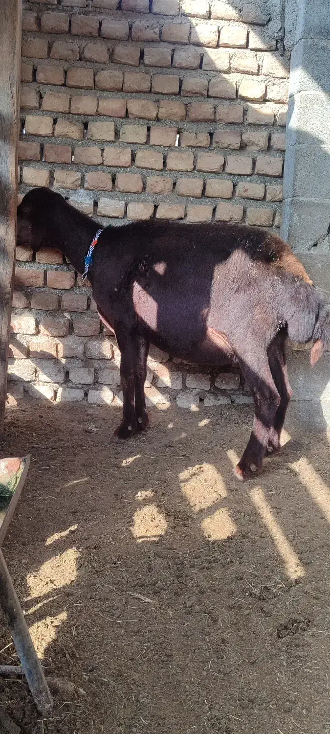 گوسفند بره دار و یدونه ابست کردستانی|حیوانات مزرعه|سیمین شهر, |دیوار