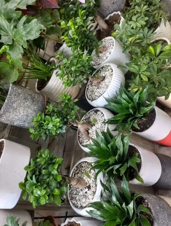 خدمات باغبانی باغچه کاری گلکاری هرس کاری بیل زنی|خدمات حمل و نقل|پرند, فاز ۶|دیوار