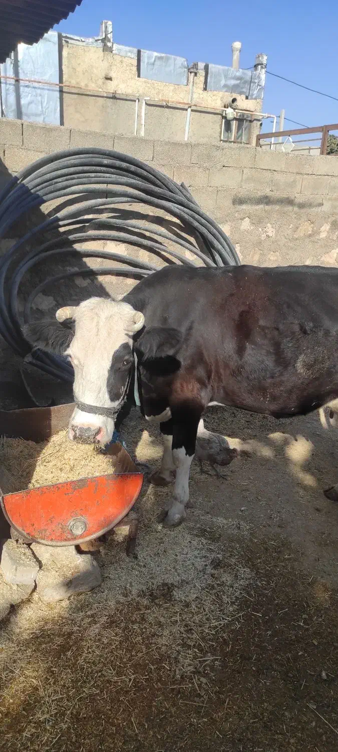 گاو گوساله شیری روزی 17تا 21شیر میده|حیوانات مزرعه|رومشکان, |دیوار