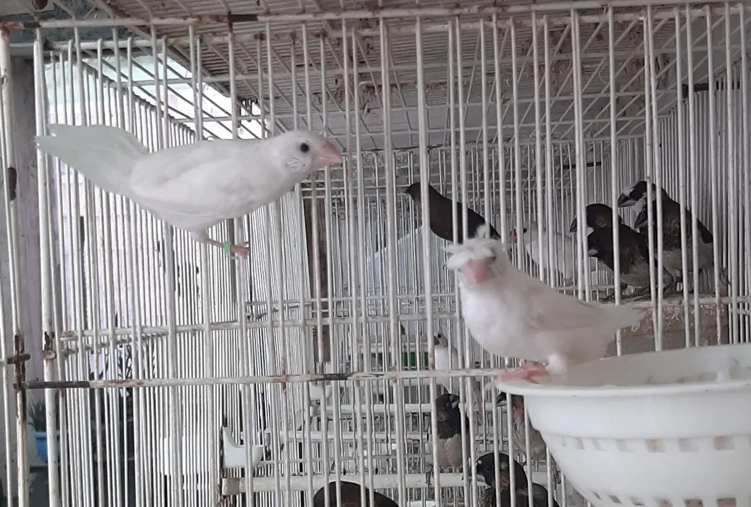 فنچ بنگالی سفید کاکلی|پرنده|مشهد, ایثار|دیوار