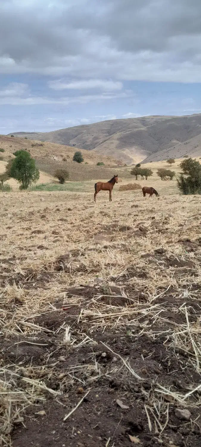 اسب|اسب و تجهیزات اسب‌سواری|خلخال, |دیوار