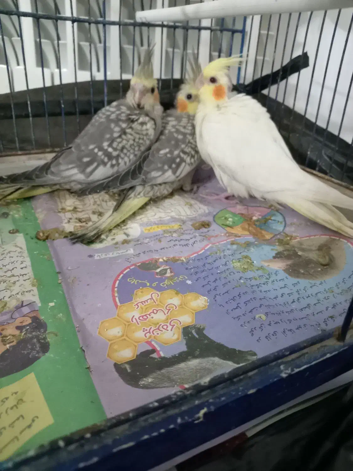 عروس هلندی ومرغ عشق|پرنده|مشهد, جاهد شهر|دیوار