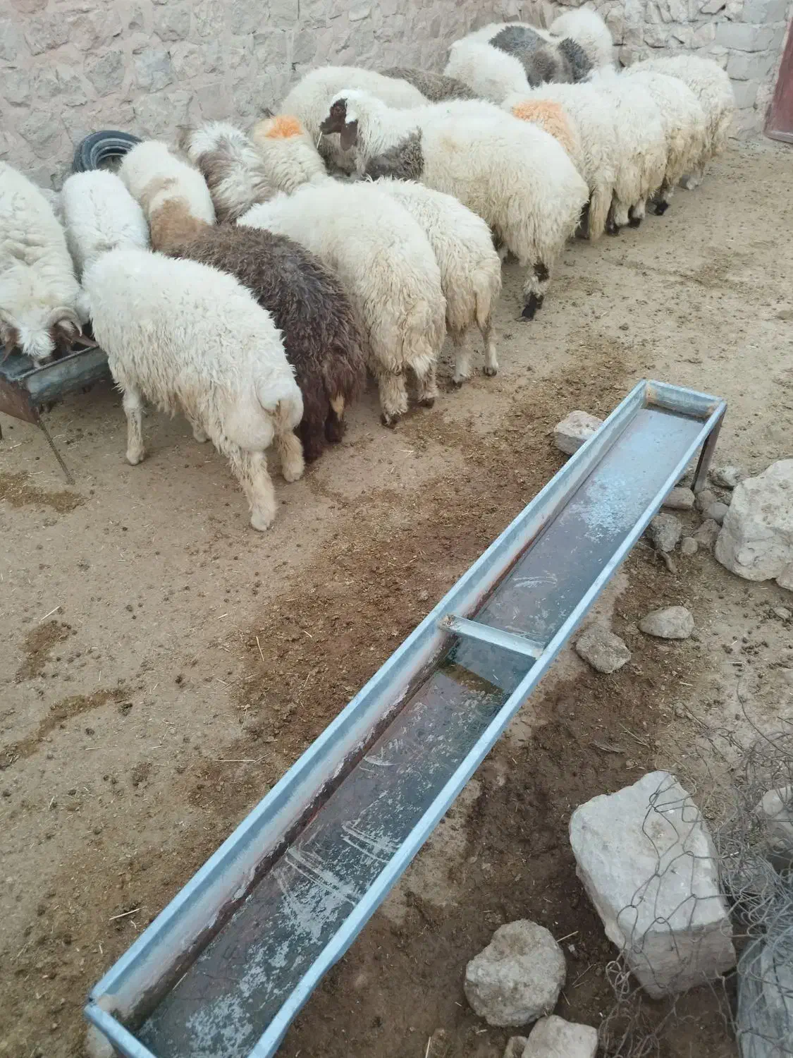 کاور پروار|حیوانات مزرعه|ایوان, |دیوار