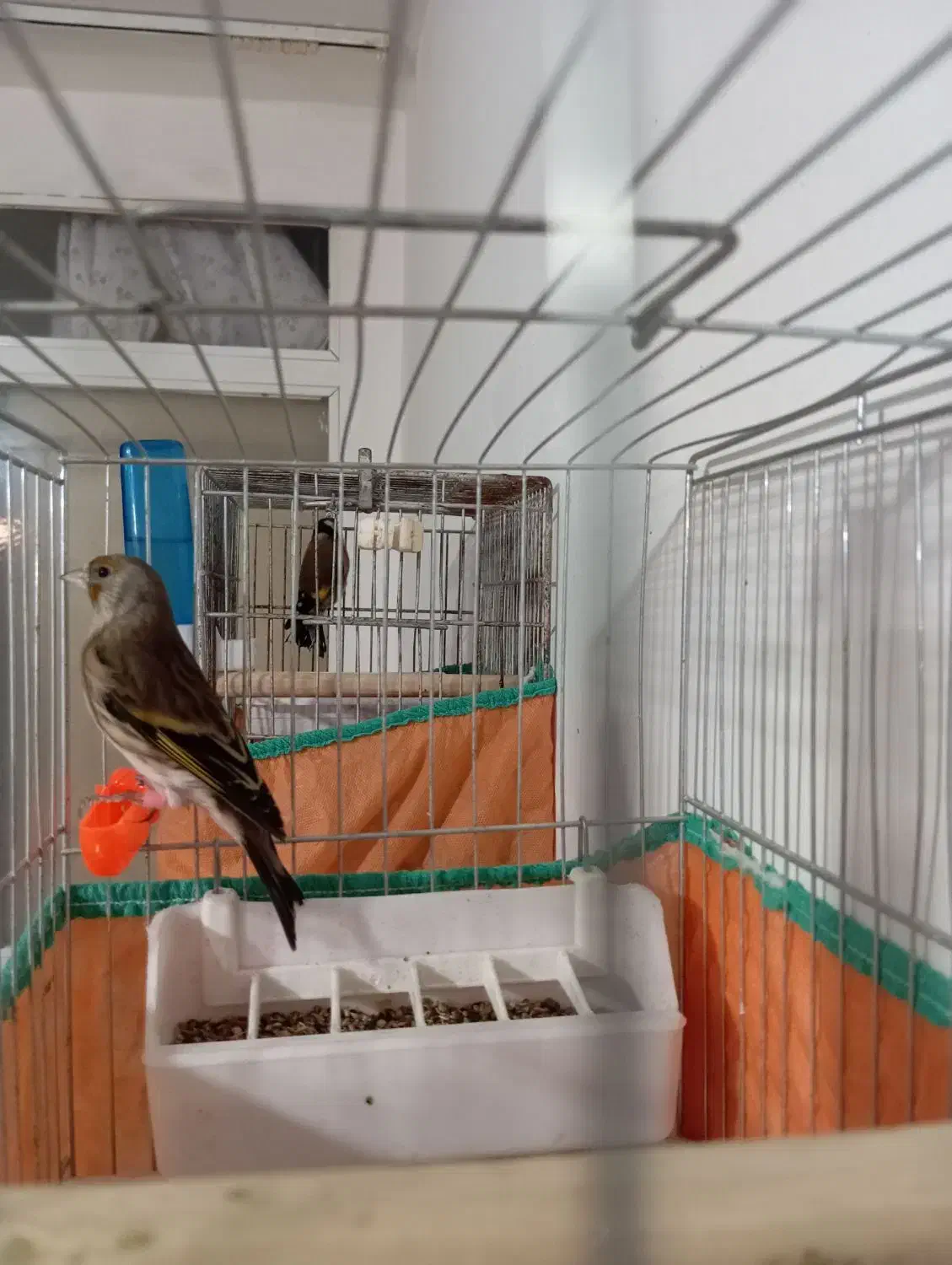 سهره قناری نر|پرنده|اردبیل, |دیوار