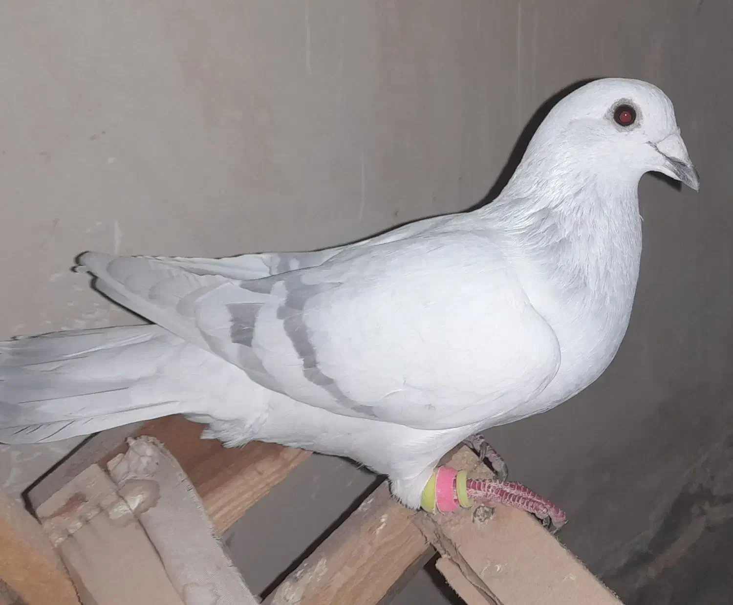 دم سفید و پاکستانی|پرنده|تربت‌حیدریه, بالا ولایت|دیوار